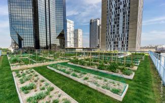 Roof garden with lawn and plant beds in the city